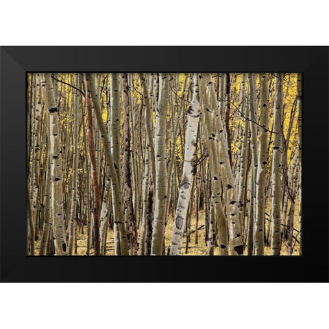 Aspen Grove I Black Modern Wood Framed Art Print by Malvin, Larry