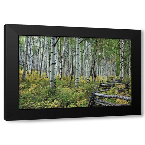 Aspen Grove II Black Modern Wood Framed Art Print with Double Matting by Malvin, Larry