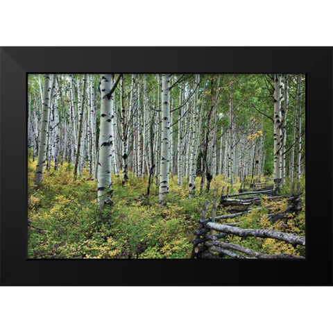 Aspen Grove II Black Modern Wood Framed Art Print by Malvin, Larry