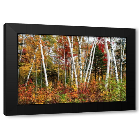 Vermont Birches Black Modern Wood Framed Art Print with Double Matting by Malvin, Larry