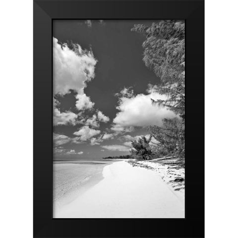 Deep Creek Tree BW Black Modern Wood Framed Art Print by Malvin, Larry