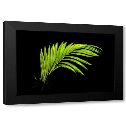 Fern on Black Black Modern Wood Framed Art Print by Malvin, Larry