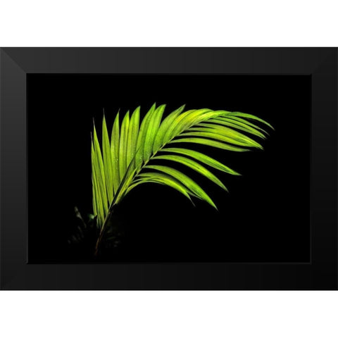 Fern on Black Black Modern Wood Framed Art Print by Malvin, Larry