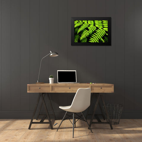 Fern Patterns Black Modern Wood Framed Art Print by Malvin, Larry