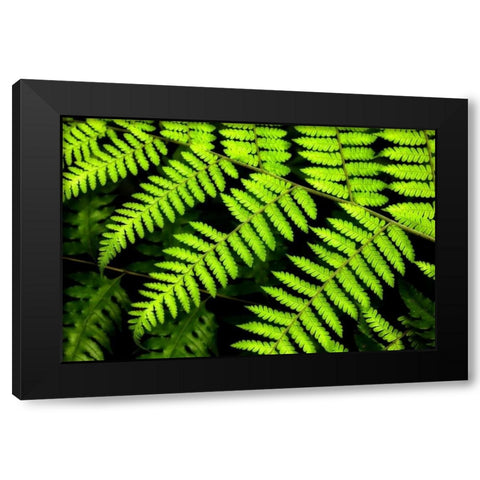 Fern Patterns Black Modern Wood Framed Art Print by Malvin, Larry