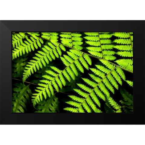 Fern Patterns Black Modern Wood Framed Art Print by Malvin, Larry