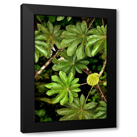 Cloud Forest Foliage I Black Modern Wood Framed Art Print by Malvin, Larry