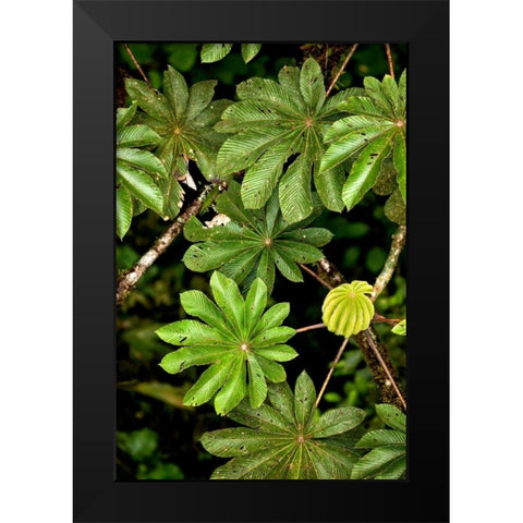 Cloud Forest Foliage I Black Modern Wood Framed Art Print by Malvin, Larry