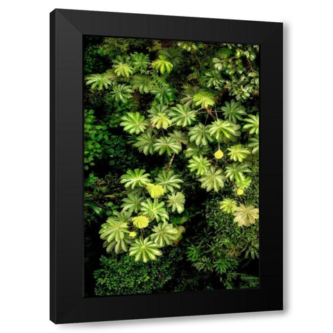 Cloud Forest Foliage II Black Modern Wood Framed Art Print by Malvin, Larry