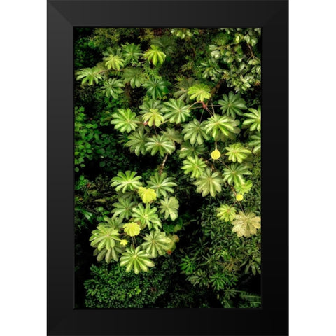 Cloud Forest Foliage II Black Modern Wood Framed Art Print by Malvin, Larry