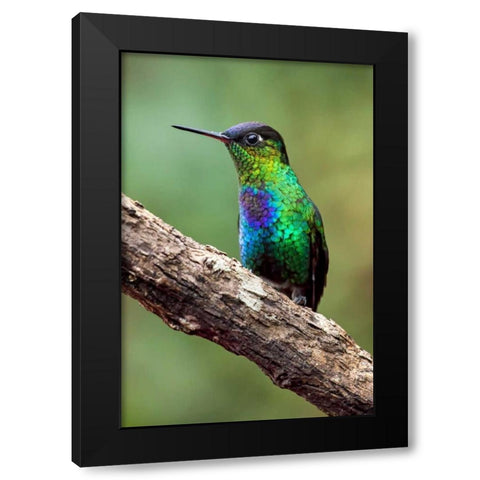 Hummingbird I Black Modern Wood Framed Art Print with Double Matting by Malvin, Larry