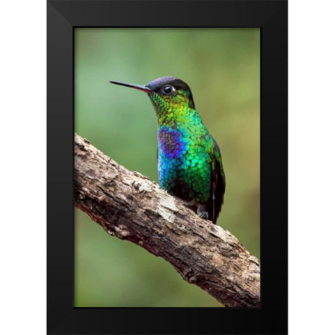 Hummingbird I Black Modern Wood Framed Art Print by Malvin, Larry
