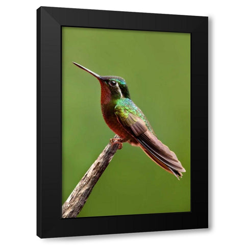 Hummingbird II Black Modern Wood Framed Art Print by Malvin, Larry