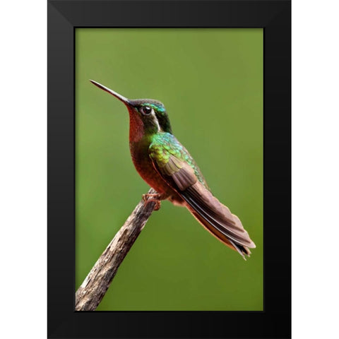Hummingbird II Black Modern Wood Framed Art Print by Malvin, Larry