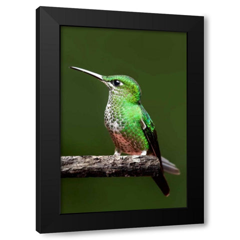 Hummingbird III Black Modern Wood Framed Art Print by Malvin, Larry