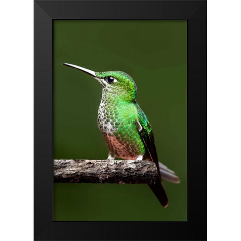 Hummingbird III Black Modern Wood Framed Art Print by Malvin, Larry