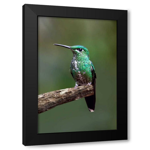 Hummingbird IV Black Modern Wood Framed Art Print by Malvin, Larry