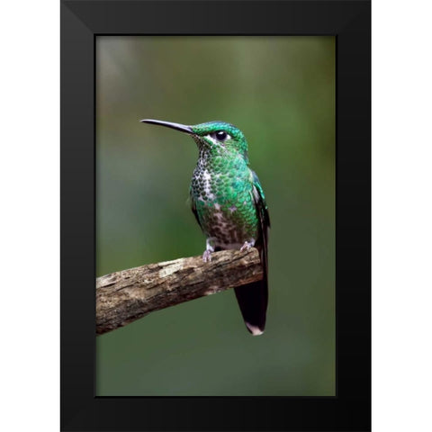 Hummingbird IV Black Modern Wood Framed Art Print by Malvin, Larry