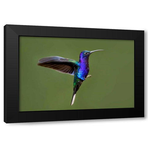 Hummingbird VII Black Modern Wood Framed Art Print with Double Matting by Malvin, Larry