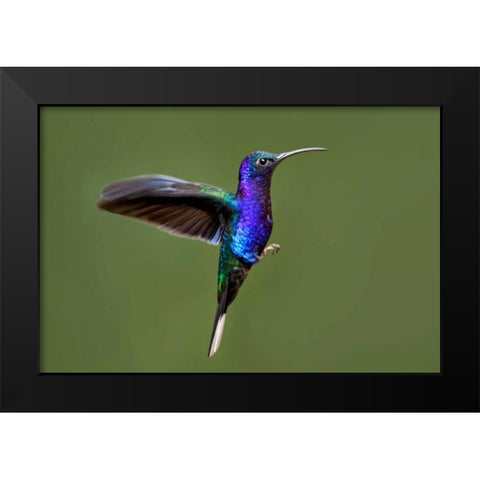 Hummingbird VII Black Modern Wood Framed Art Print by Malvin, Larry