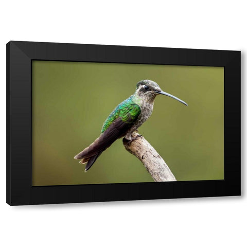 Hummingbird VIII Black Modern Wood Framed Art Print by Malvin, Larry