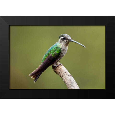 Hummingbird VIII Black Modern Wood Framed Art Print by Malvin, Larry