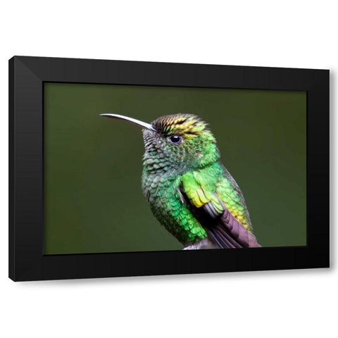 Copper Headed Black Modern Wood Framed Art Print by Malvin, Larry