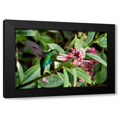 In Flight I Black Modern Wood Framed Art Print with Double Matting by Malvin, Larry