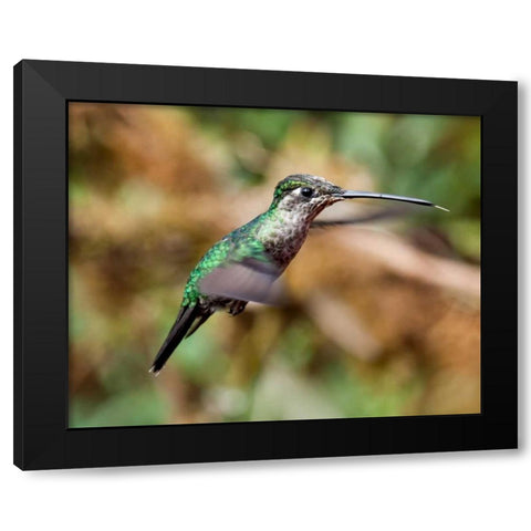 In Flight II Black Modern Wood Framed Art Print with Double Matting by Malvin, Larry