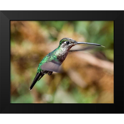 In Flight II Black Modern Wood Framed Art Print by Malvin, Larry