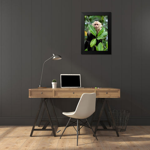Capuchin Monkey I Black Modern Wood Framed Art Print by Malvin, Larry