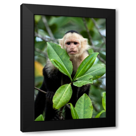 Capuchin Monkey I Black Modern Wood Framed Art Print by Malvin, Larry