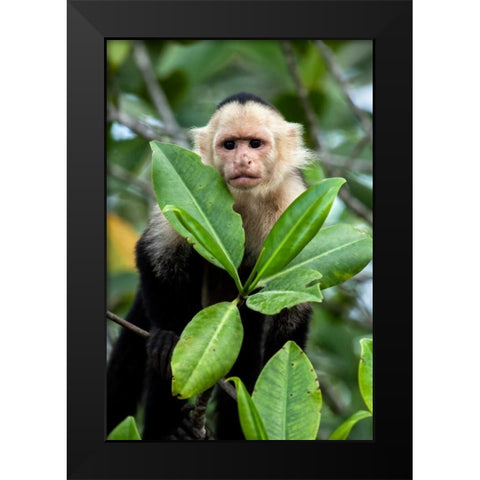 Capuchin Monkey I Black Modern Wood Framed Art Print by Malvin, Larry