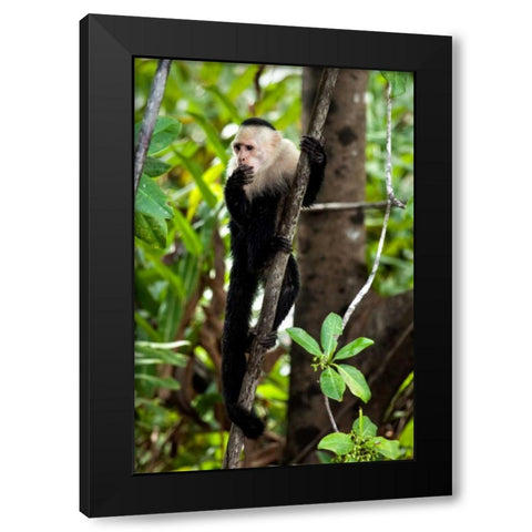 Capuchin Monkey II Black Modern Wood Framed Art Print with Double Matting by Malvin, Larry