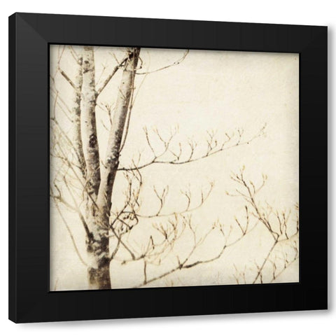 Winter Trees I Black Modern Wood Framed Art Print with Double Matting by Melious, Amy