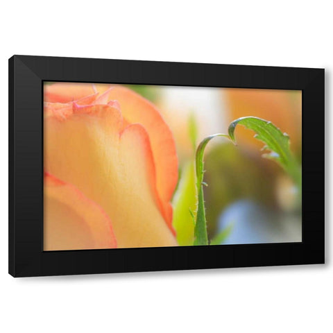 Yellow Roses I Black Modern Wood Framed Art Print by Mahan, Kathy