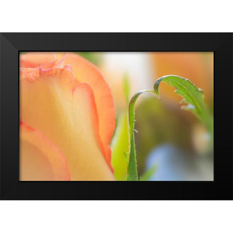 Yellow Roses I Black Modern Wood Framed Art Print by Mahan, Kathy