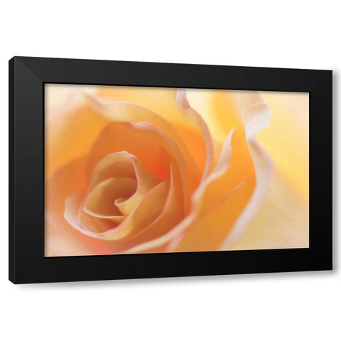 Yellow Roses II Black Modern Wood Framed Art Print with Double Matting by Mahan, Kathy