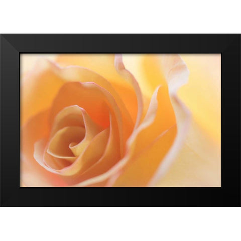 Yellow Roses II Black Modern Wood Framed Art Print by Mahan, Kathy