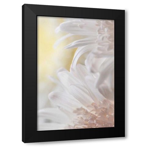 Chrysanthemum I Black Modern Wood Framed Art Print by Mahan, Kathy
