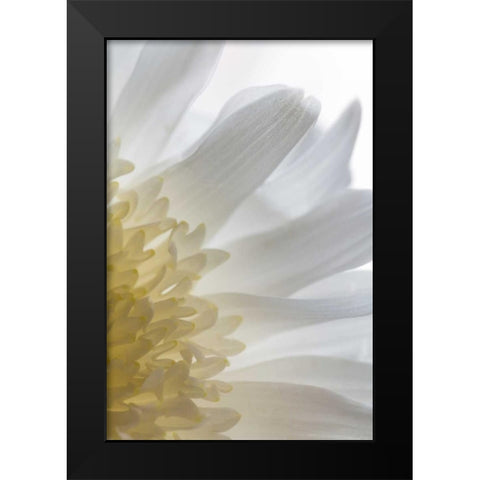 Chrysanthemum II Black Modern Wood Framed Art Print by Mahan, Kathy