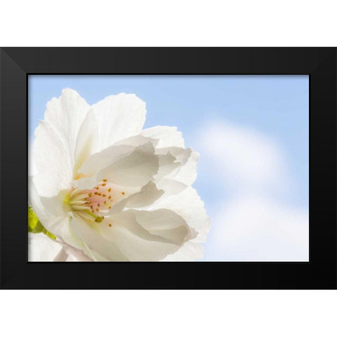 Cherry Blossoms I Black Modern Wood Framed Art Print by Mahan, Kathy