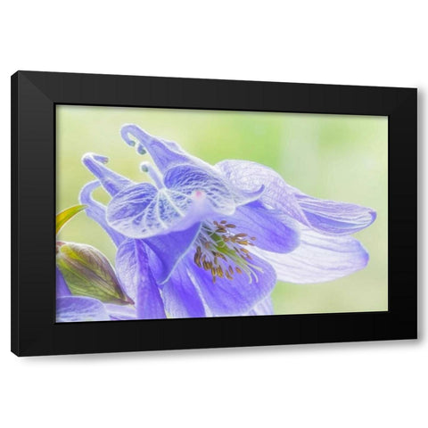 Columbine Flowers I Black Modern Wood Framed Art Print by Mahan, Kathy