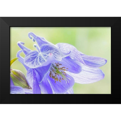 Columbine Flowers I Black Modern Wood Framed Art Print by Mahan, Kathy