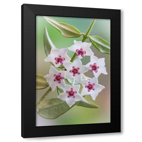 Hoya Bella Blooms I Black Modern Wood Framed Art Print with Double Matting by Mahan, Kathy