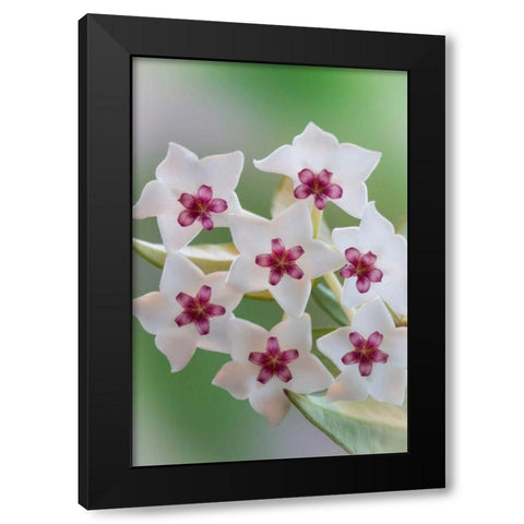 Hoya Bella Blooms II Black Modern Wood Framed Art Print by Mahan, Kathy