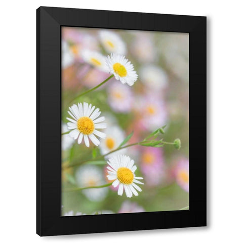 Santa Barbara Daisies I Black Modern Wood Framed Art Print with Double Matting by Mahan, Kathy