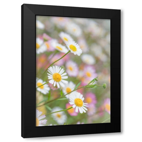 Santa Barbara Daisies II Black Modern Wood Framed Art Print by Mahan, Kathy