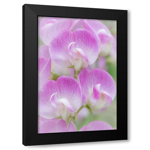 Sweet Pea Blossoms I Black Modern Wood Framed Art Print by Mahan, Kathy