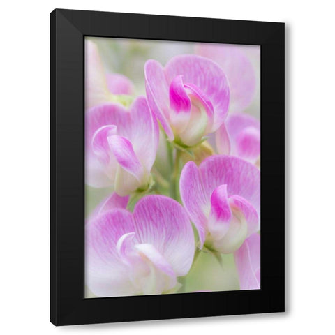 Sweet Pea Blossoms II Black Modern Wood Framed Art Print by Mahan, Kathy